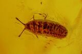 Fossil Diplopod (Diplopoda) & Beetle (Coleoptera) in Baltic Amber #183658-1